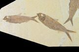 Plate With Four Knightia Fossil Fish - Wyoming #137983-2